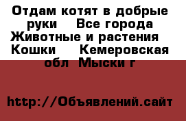 Отдам котят в добрые руки. - Все города Животные и растения » Кошки   . Кемеровская обл.,Мыски г.